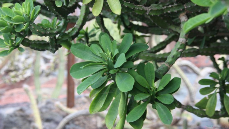 Cây Xương rồng ngọc lân. Euphorbia neriifolia L. - Cây Thuốc Nam Quanh Ta